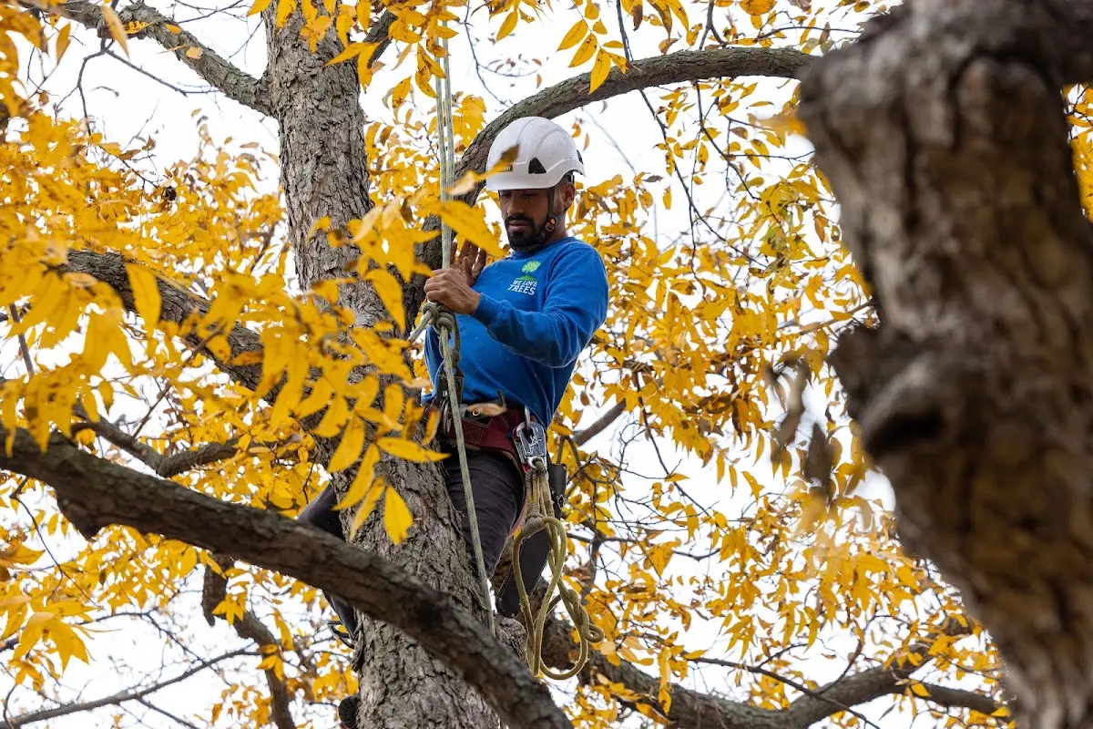 Skilled Tree Trimming crew working in Glendo