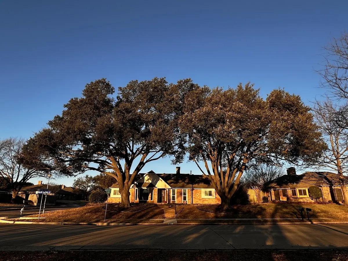 Established residential canopy tree shading a home in Glendo
