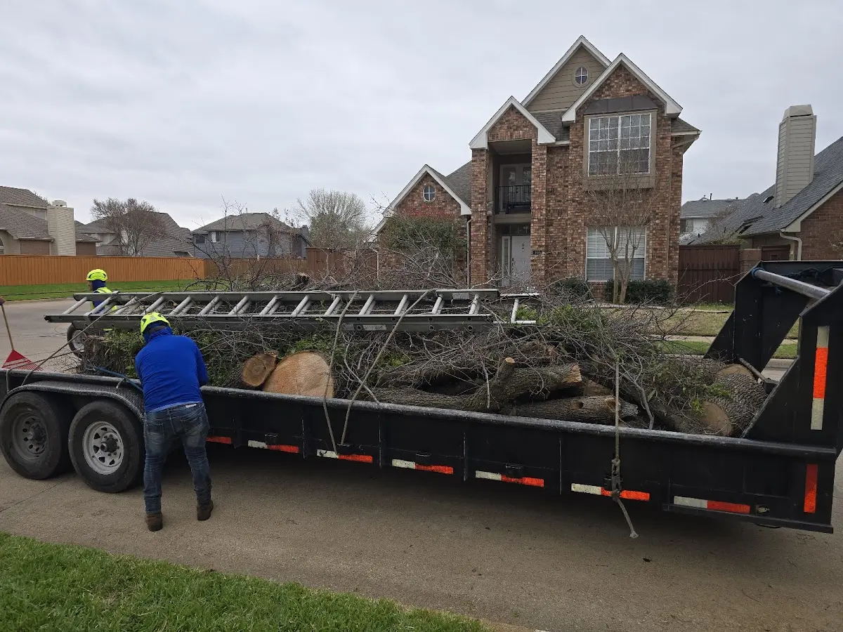 Expert Tree Removal with proper safety equipment in Glendo